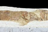 Lower Turonian Fossil Fish - Goulmima, Morocco #76401-3